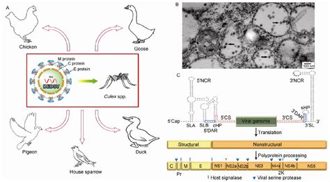 [PDF] Duck egg drop syndrome virus: an emerging Tembusu .